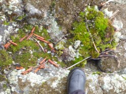 Fairy Houses on Cherokee: Something to look forward to