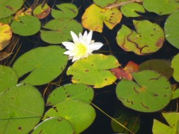 Lilypads on inlet to Shoal