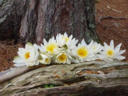 Water lilies on a log, Shoal Lake