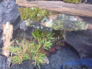 Leah's fairy house on Horse Lake