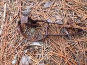 Single trap on North Bay